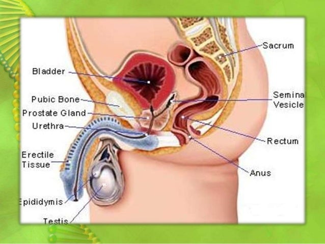 ORAL SEX TECHNIQUES PICTURES Latin B Queen Delanie